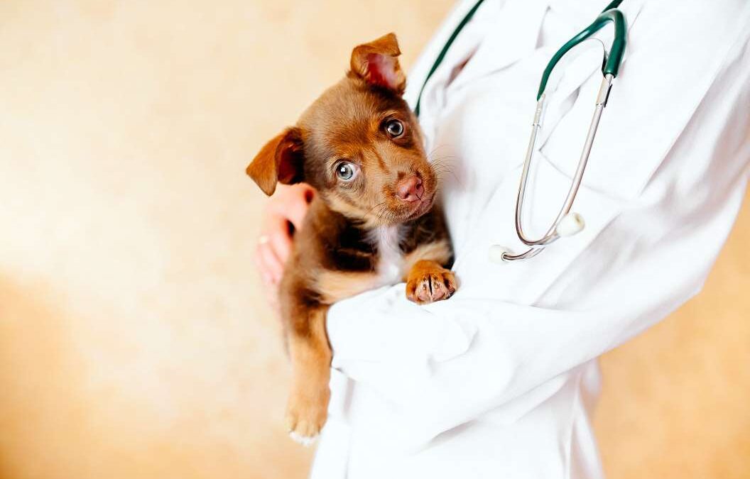 Health Insurance for Puppies and Dogs