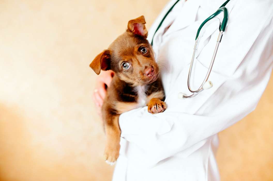 Hip Displasia In Dogs - dog insurance