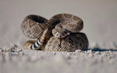 All About the Rattlesnake Vaccine for Dogs