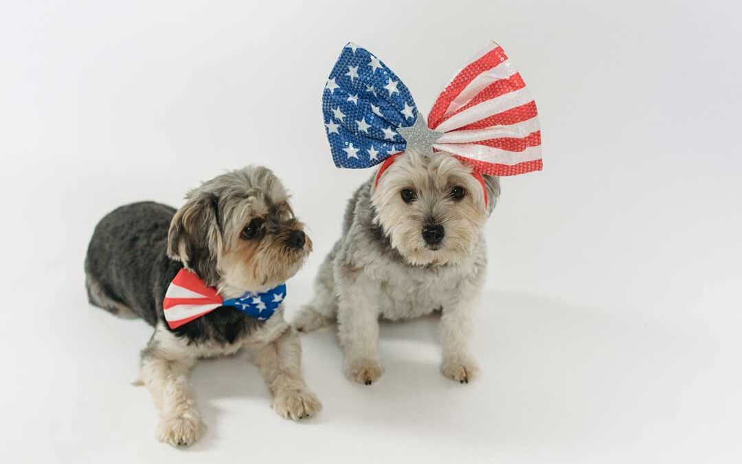 Keeping your pets safe on July 4th