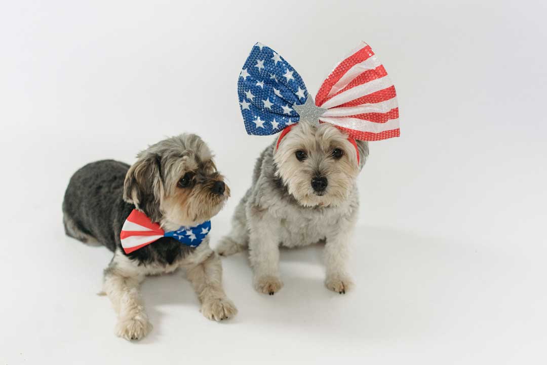 Dogs_with_American_Flag